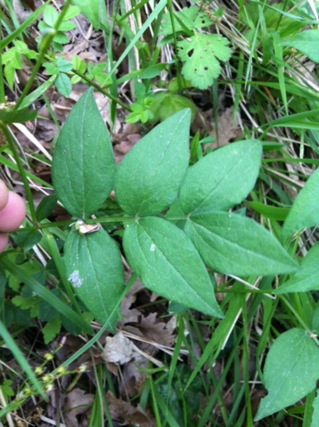 Lathyrus venetus (Fabaceae)